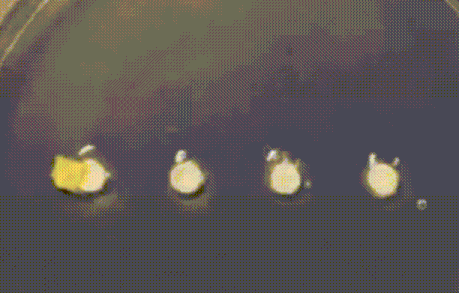 Slime mold leaving behind extracellular slime trails as spatial memory